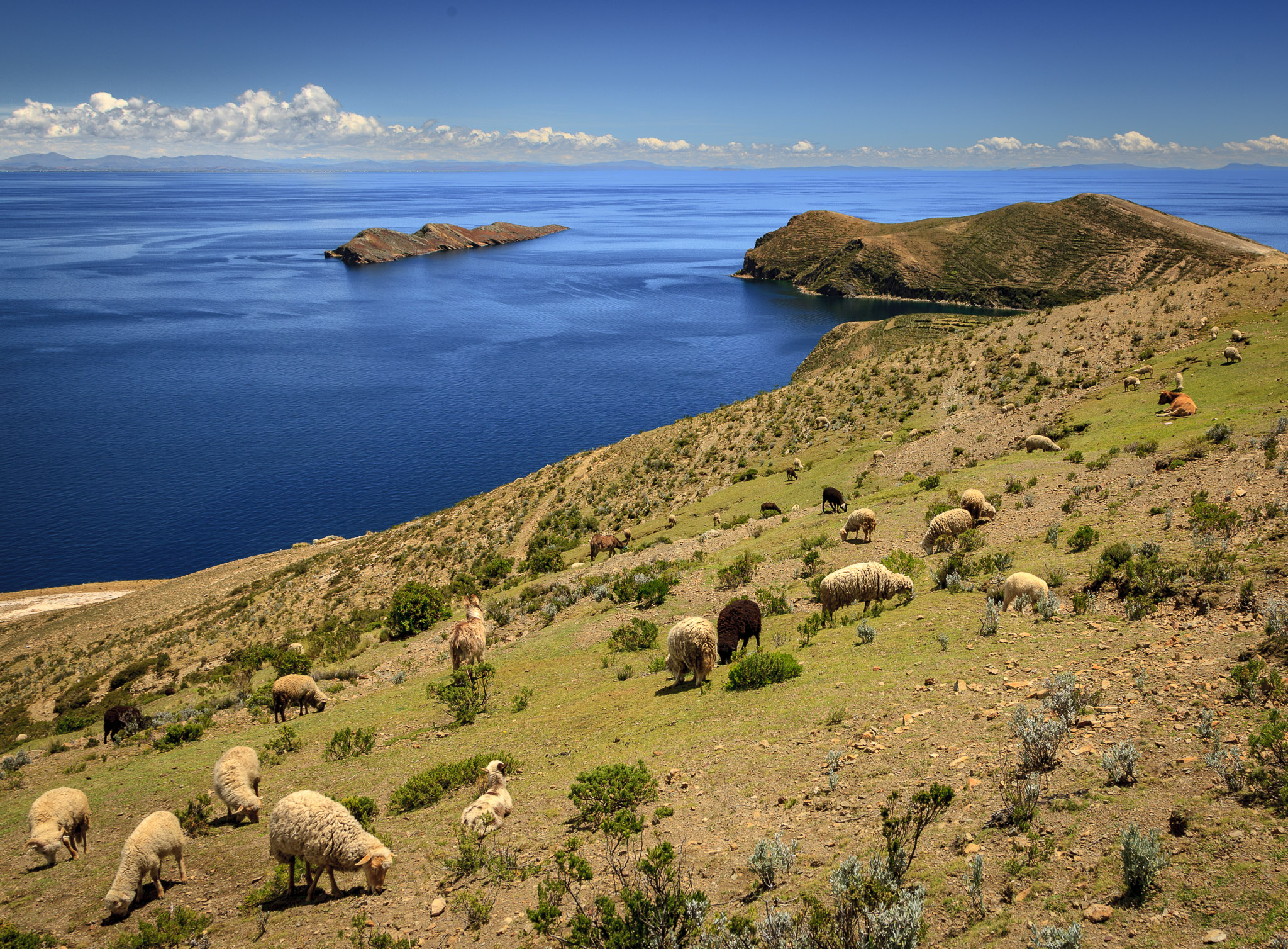 Island tip of Chincana behind sheep