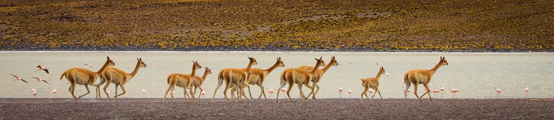 Vicuñas at Laguna Chulluncani