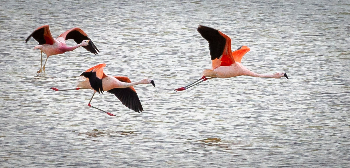 Flamingo at Laguna Hedionda, SW Bolivia