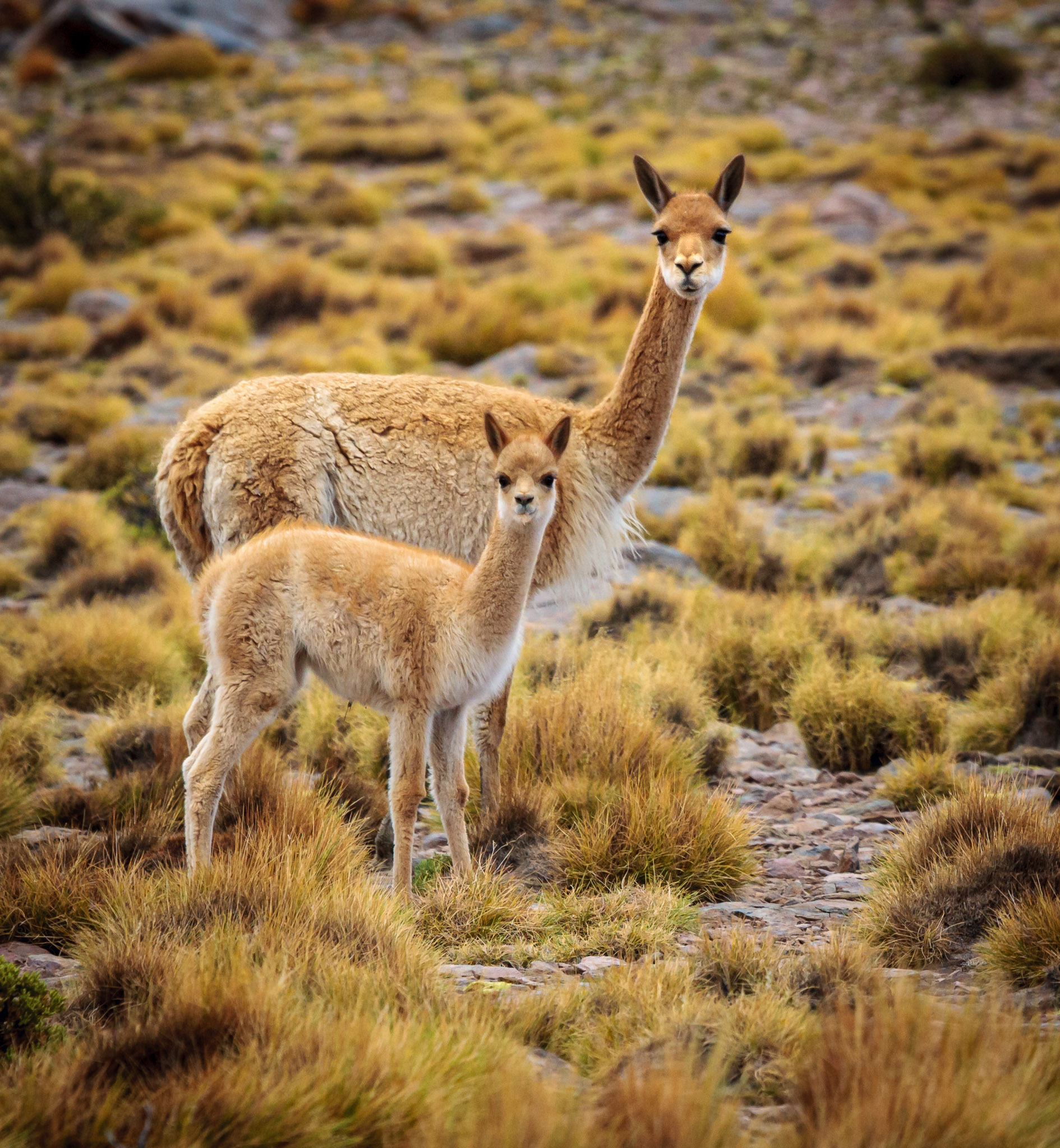 Vicuñas at Laguna Canapa, SW Circuit