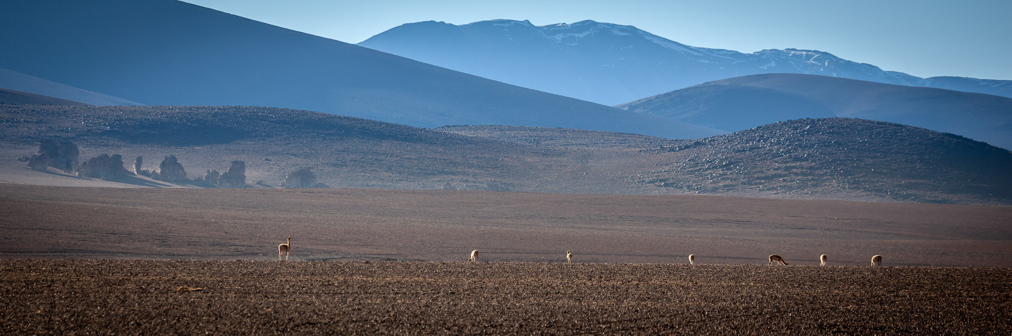 Vicuñas