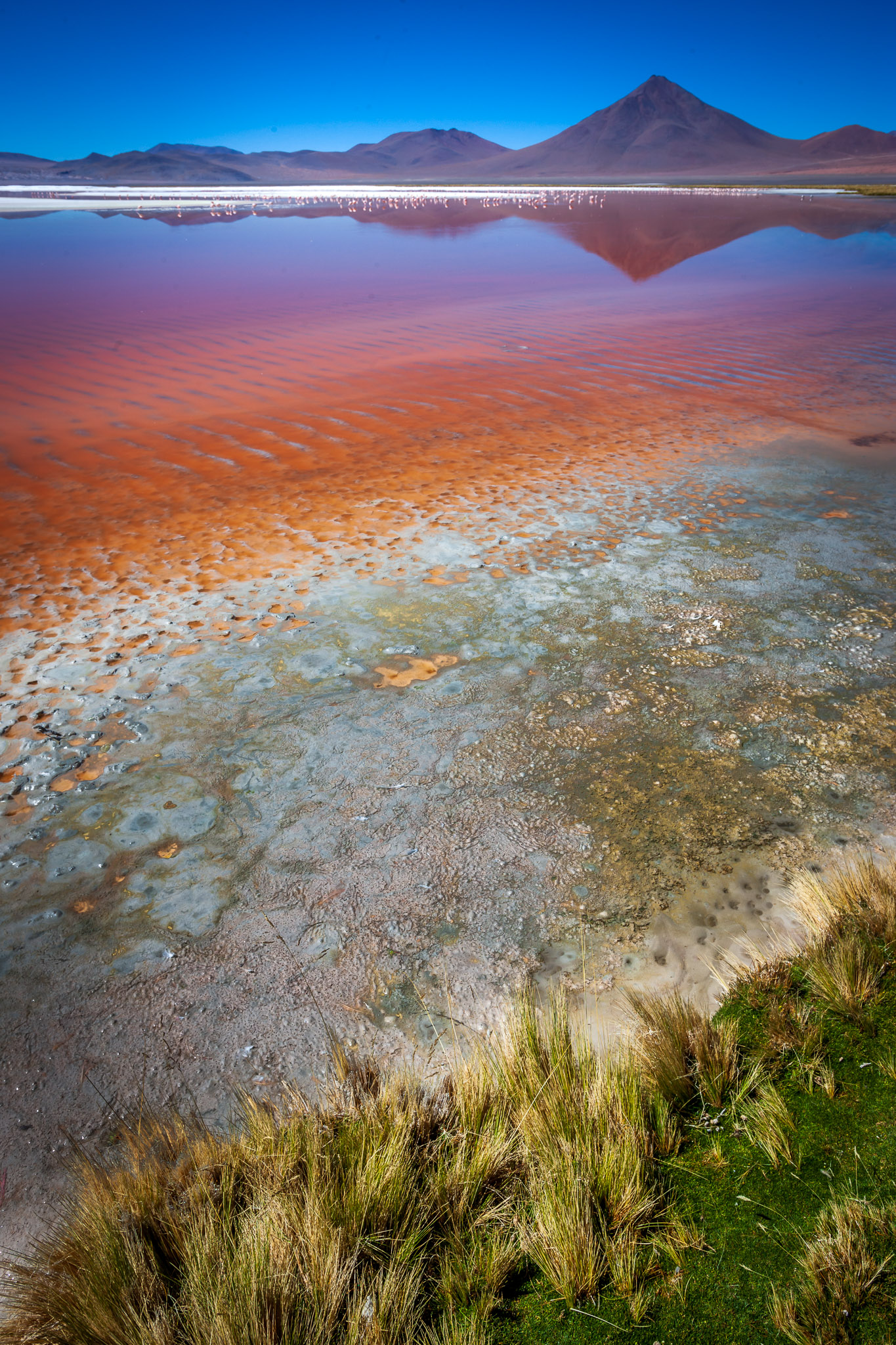 Laguna Colorada