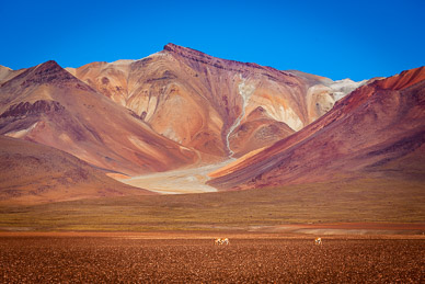 Vicuñas