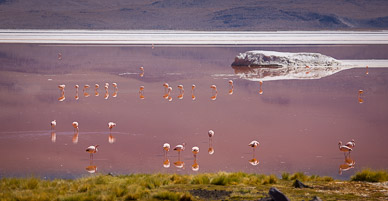 Laguna Colorada