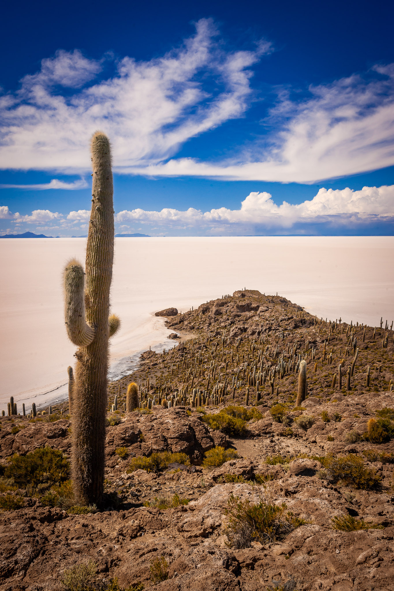 Isla Incahuasi – most of the cacti is hundreds of years old