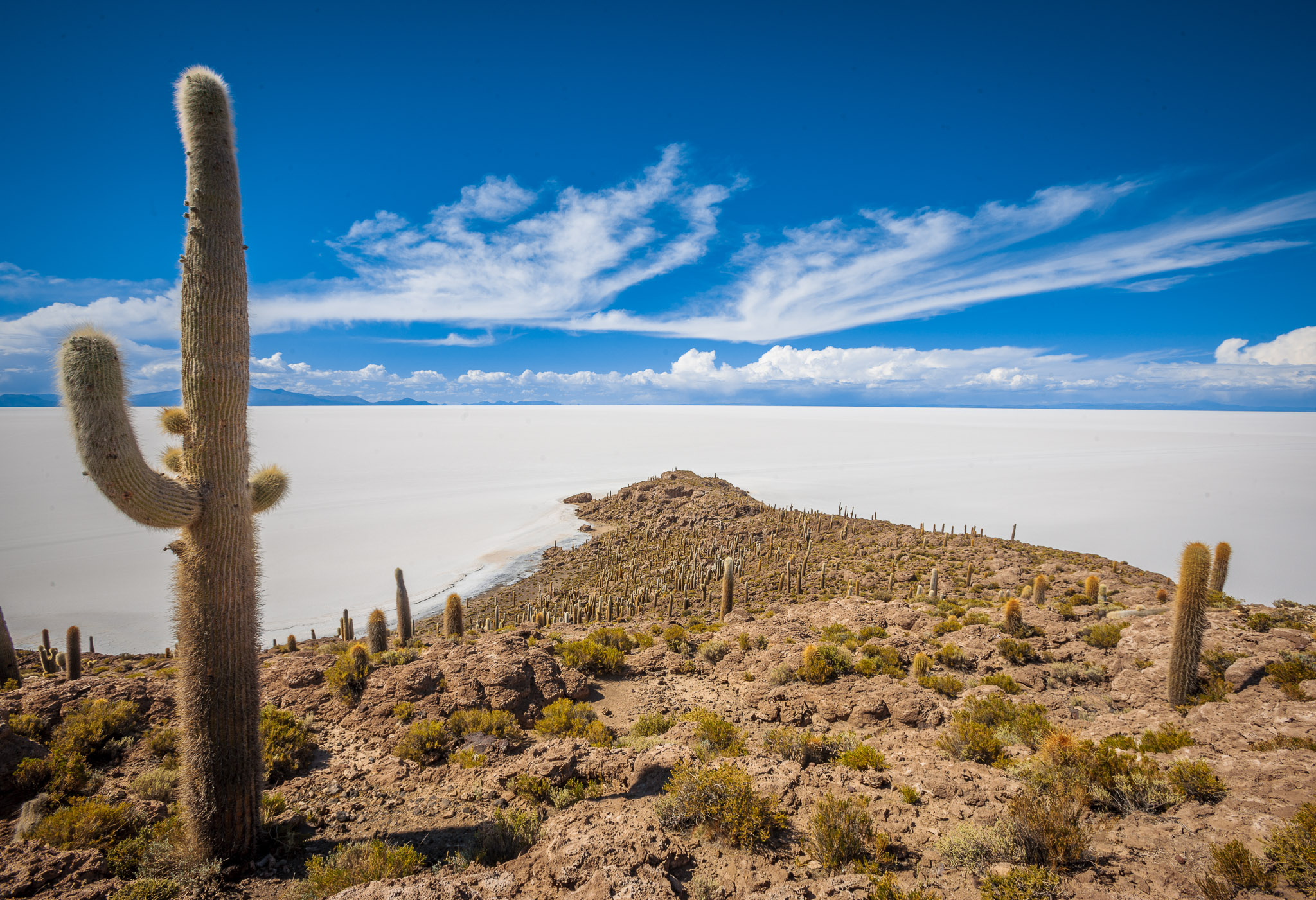 Isla Incahuasi – most of the cacti is hundreds of years old