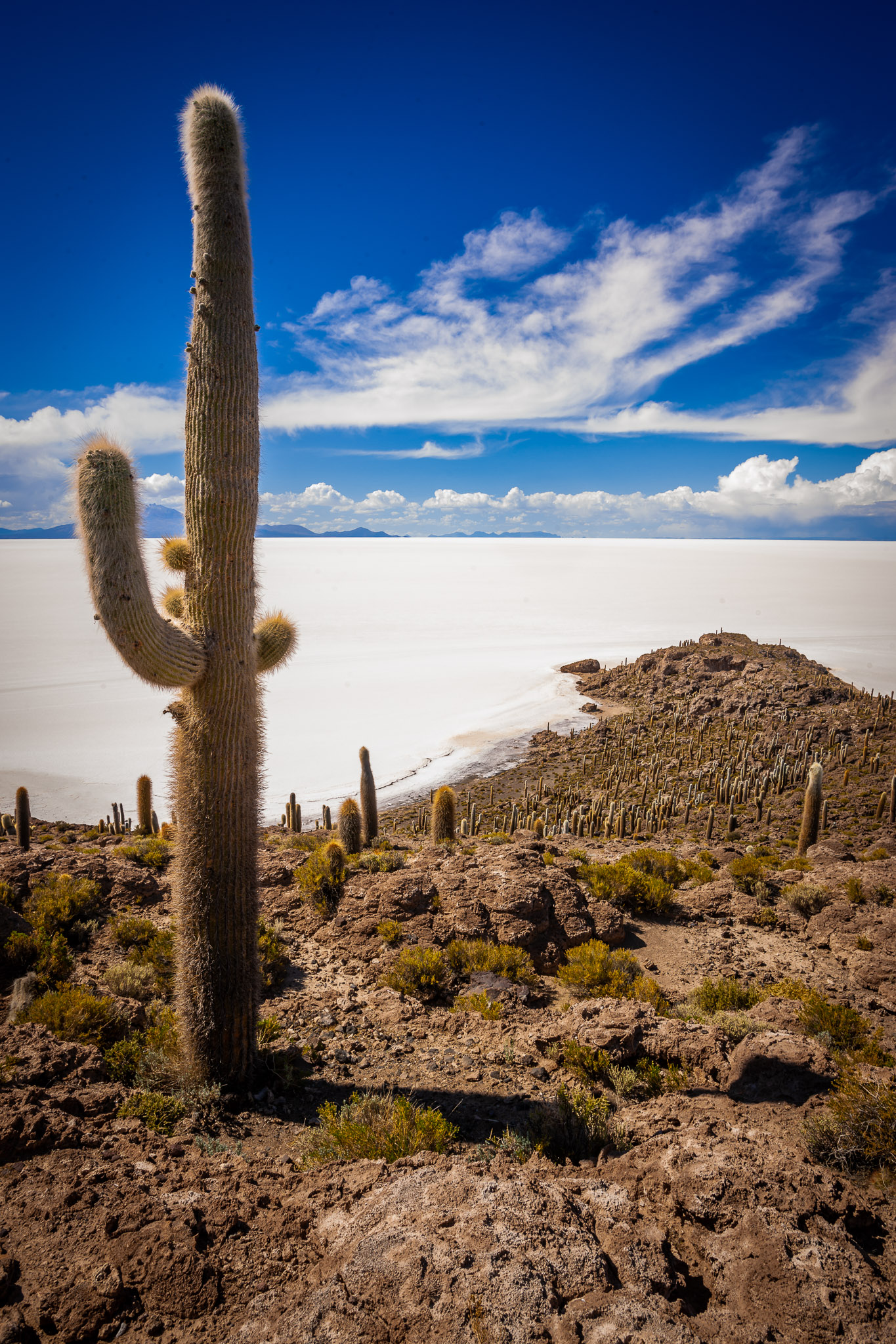 Isla Incahuasi – most of the cacti is hundreds of years old