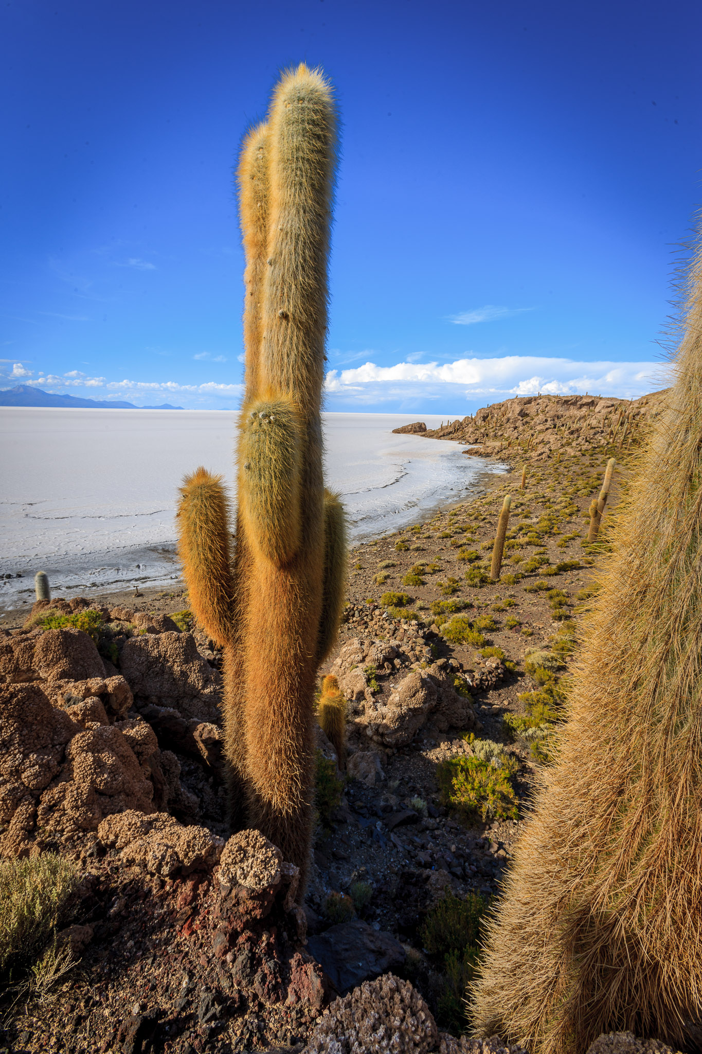 Isla Incahuasi. Salar de Uyuni