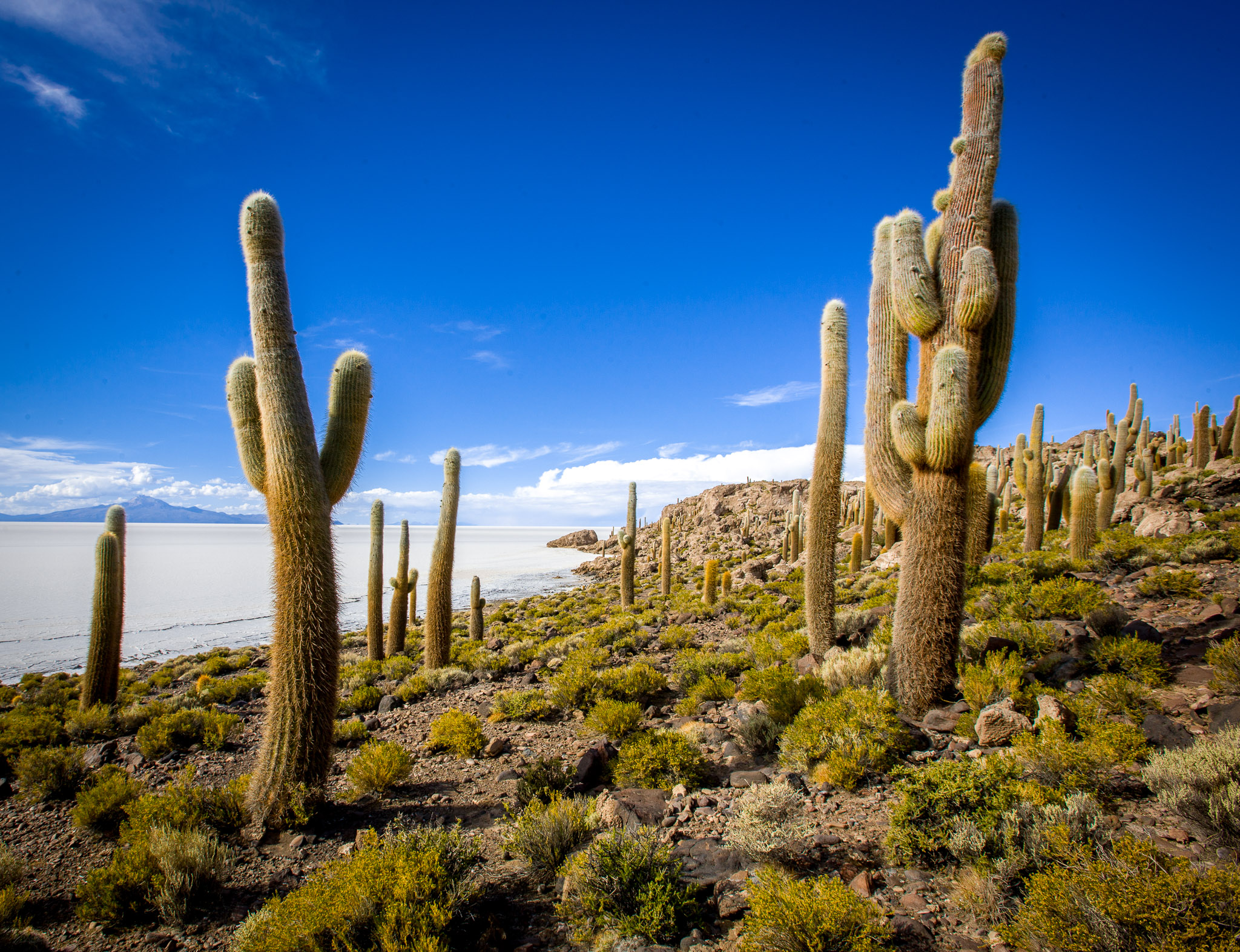 Isla Incahuasi. Salar de Uyuni