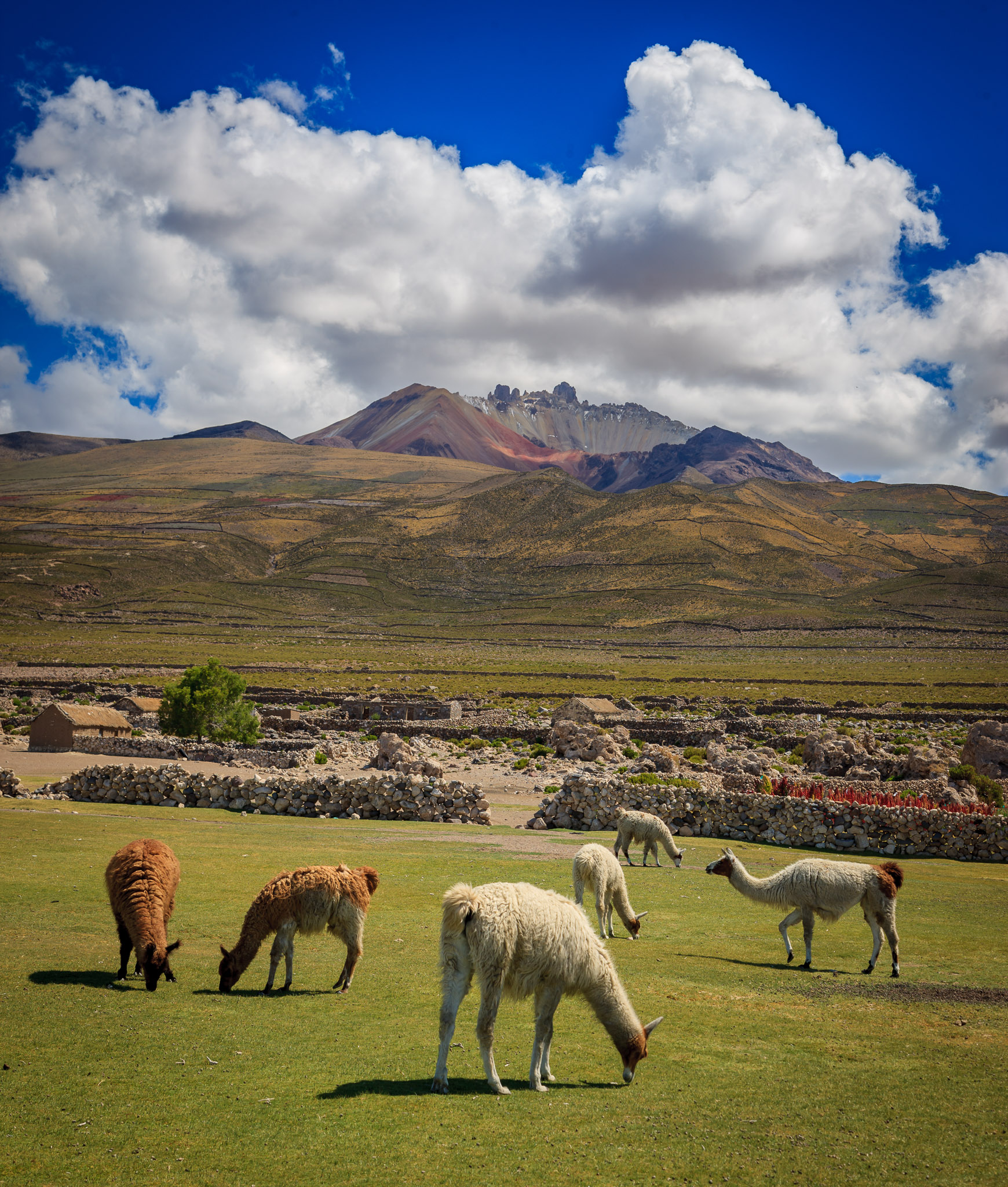 Llama grazing below Volcan Tunupa