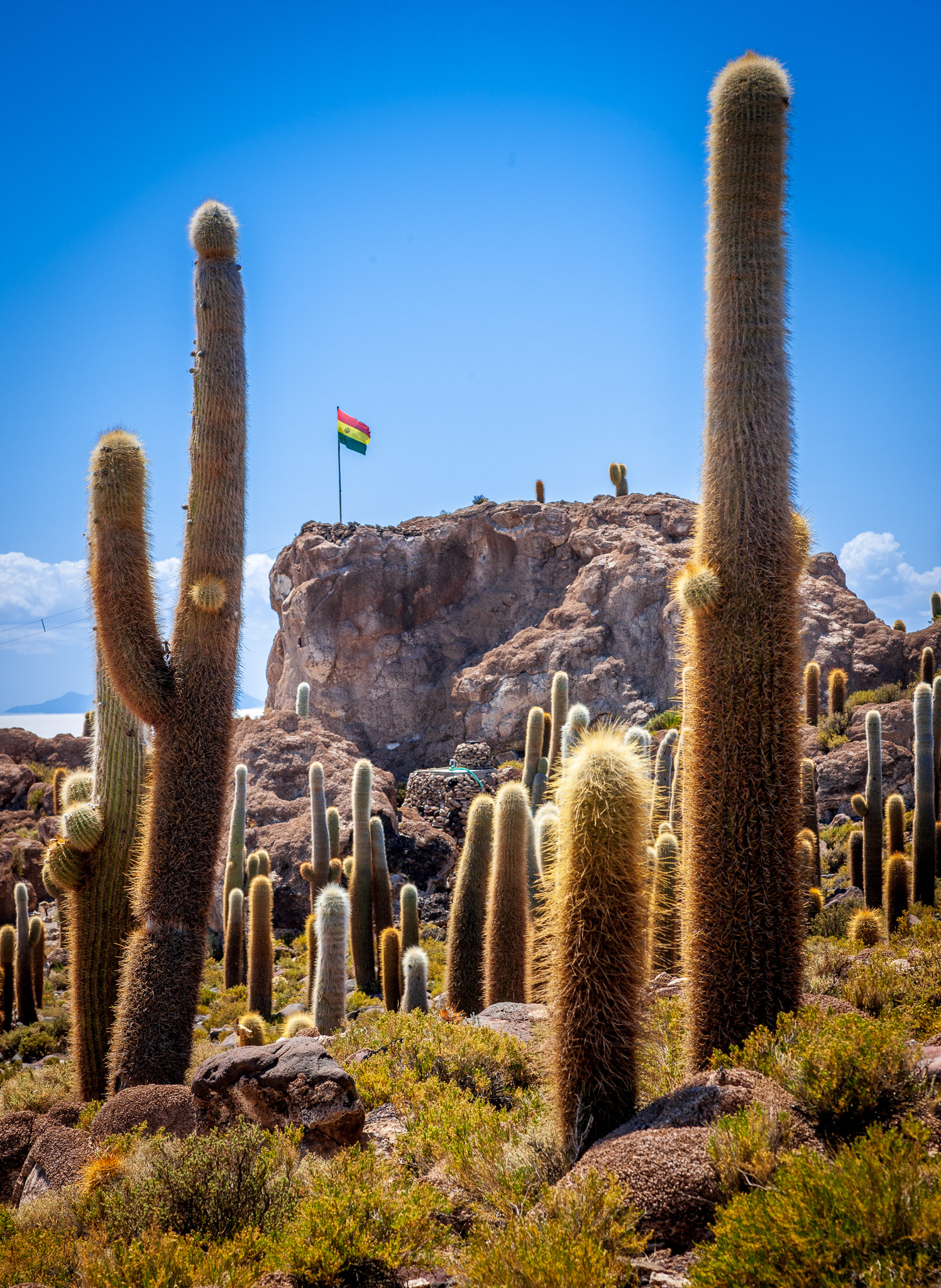 Isla Incahuasi. Salar de Uyuni