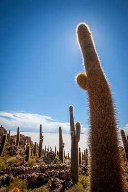 Isla Incahuasi. Salar de Uyuni
