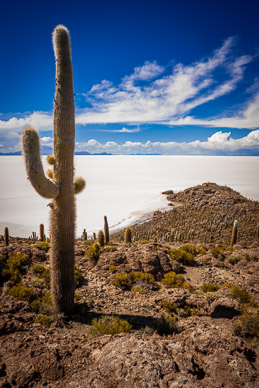 Isla Incahuasi – most of the cacti is hundreds of years old