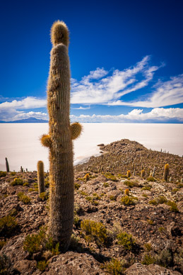 Isla Incahuasi – one catus is 1000 years old