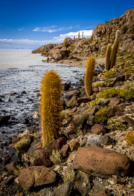 Isla Incahuasi. Salar de Uyuni