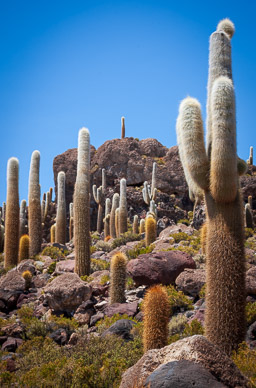 Isla Incahuasi. Salar de Uyuni