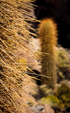 Isla Incahuasi, catus needles
