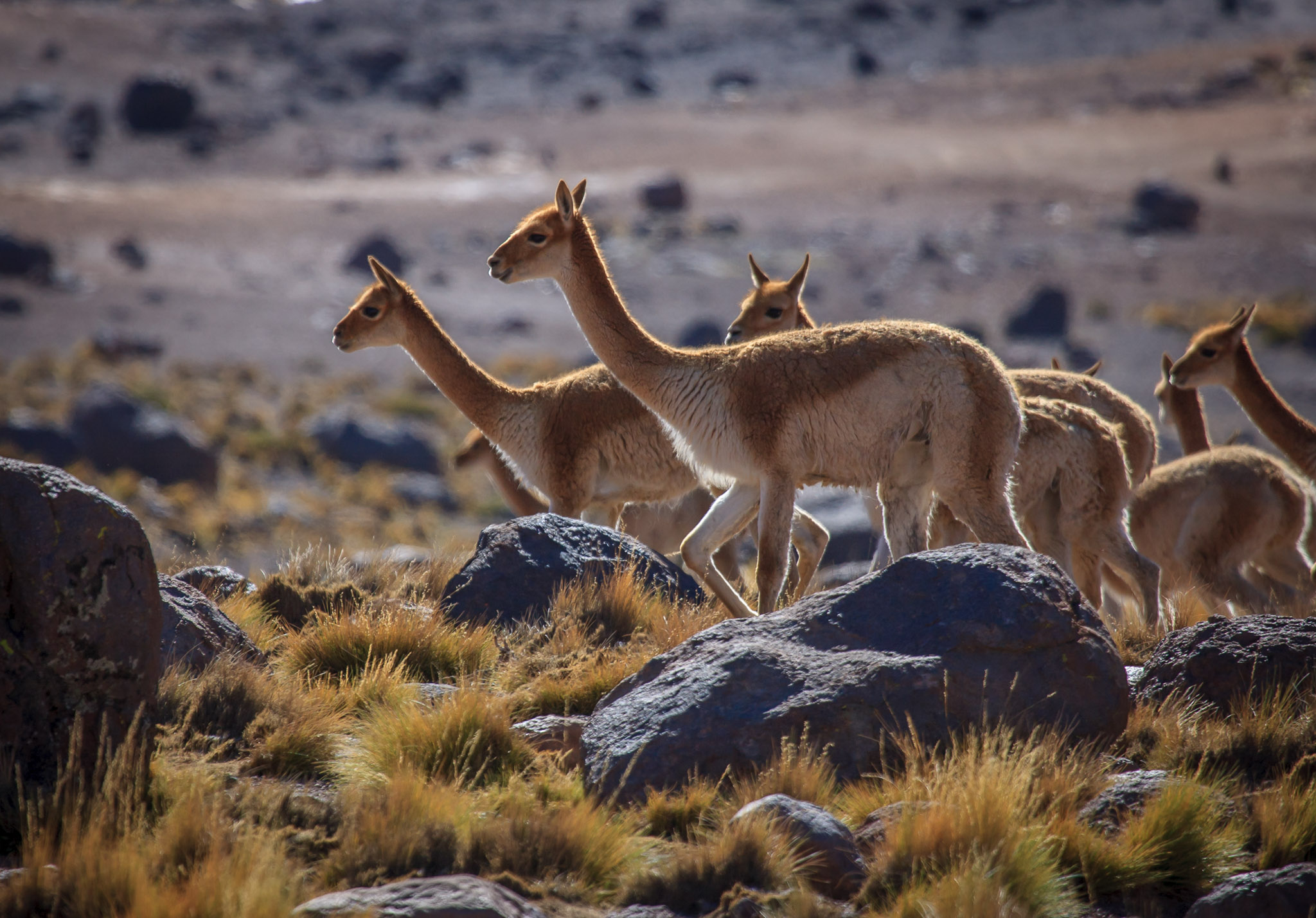 Vicuñas at Geysers de Tatio