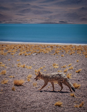 Andean fox at Laguna Miscanti