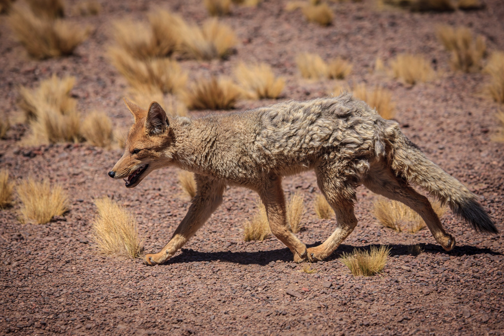 Andean fox at Laguna Miscanti