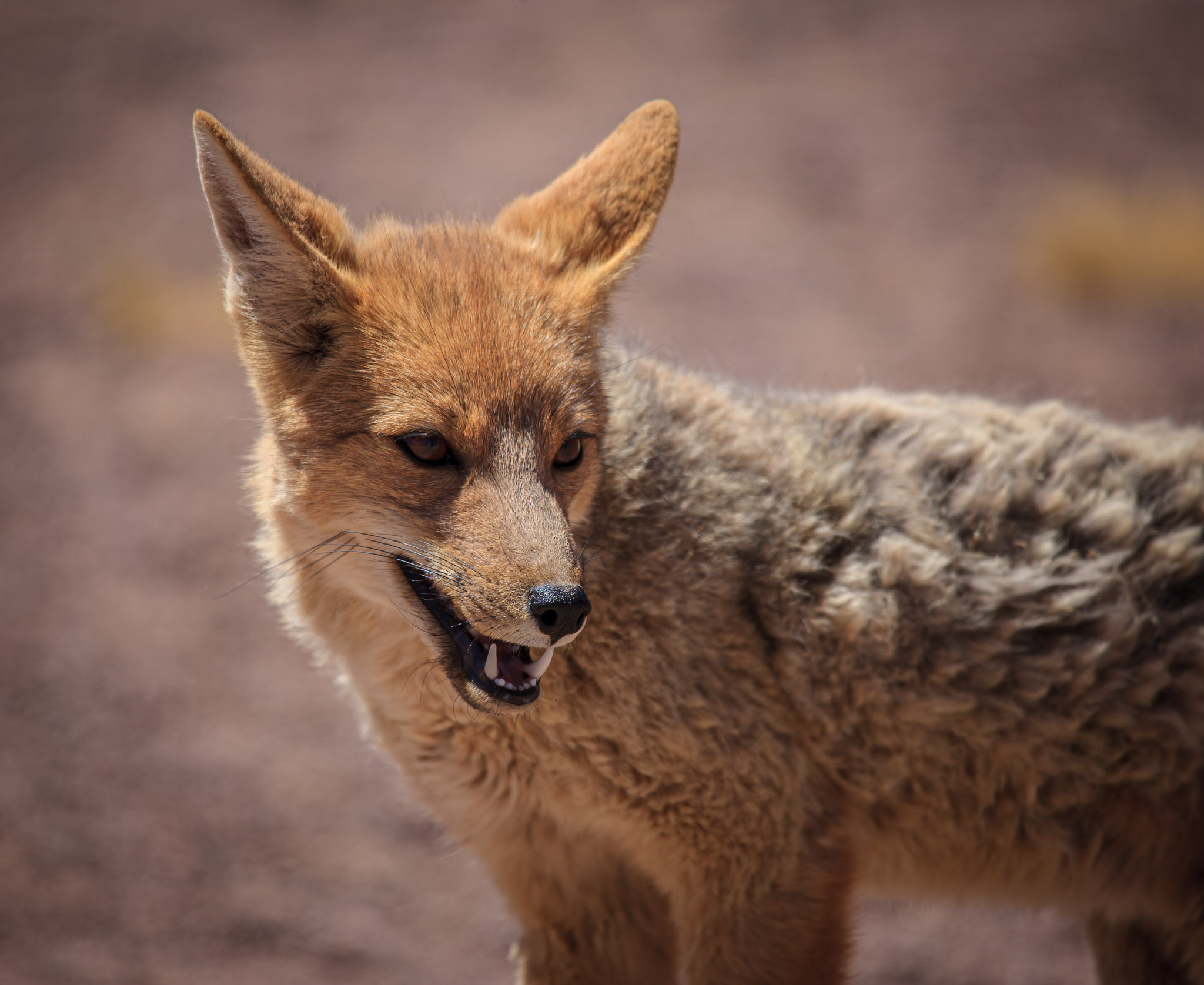 Andean fox at Laguna Miscanti