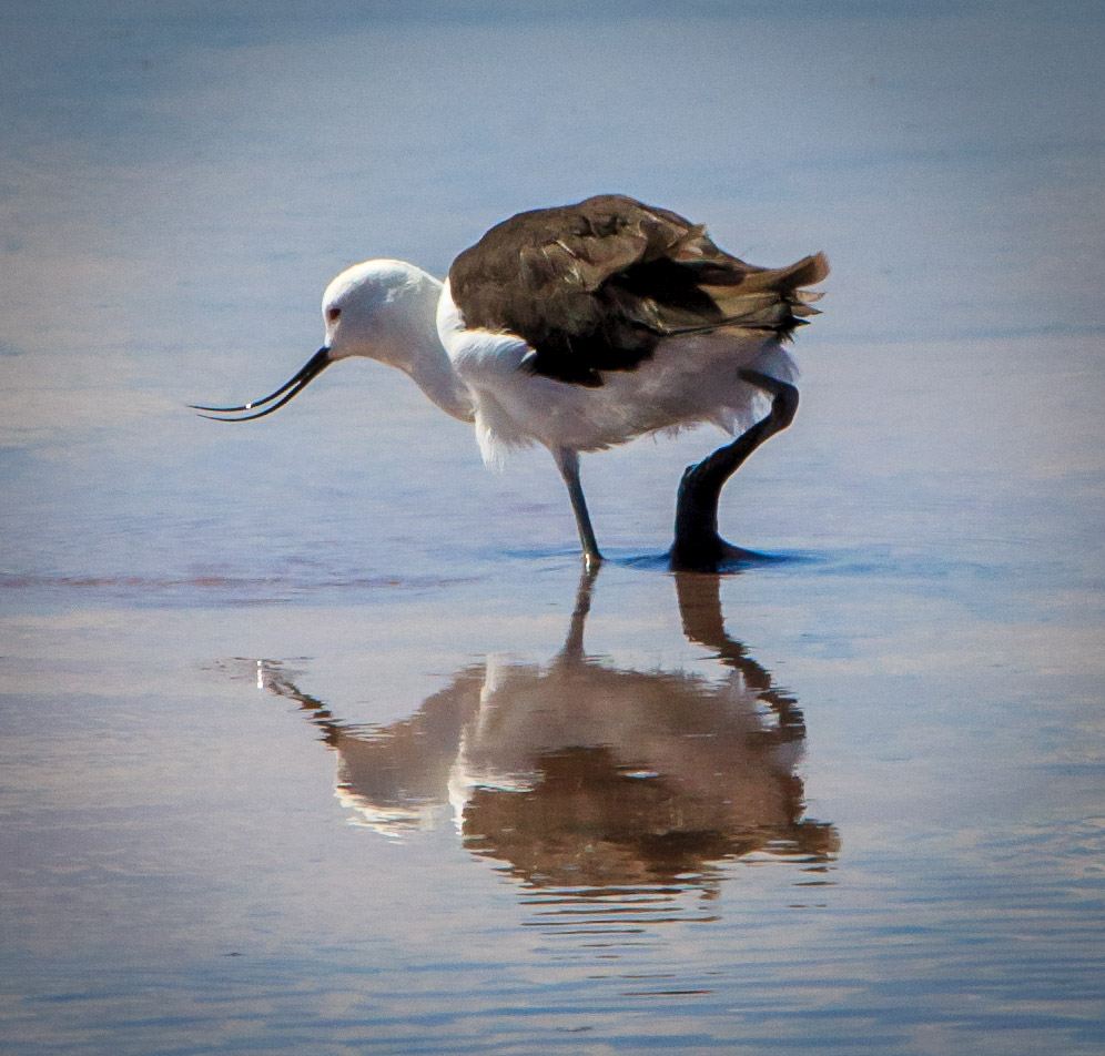 Shorebird at Laguna Chaxa, Reserva Nacional Los Flamencos