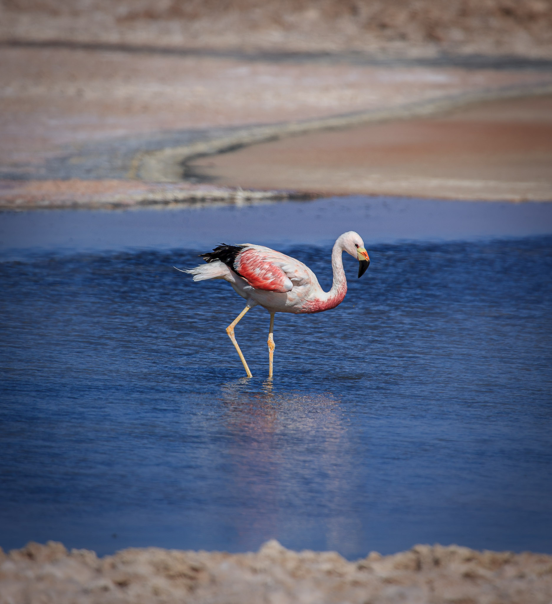 Flamingo at Laguna Chaxa, Reserva Nacional Los Flamencos