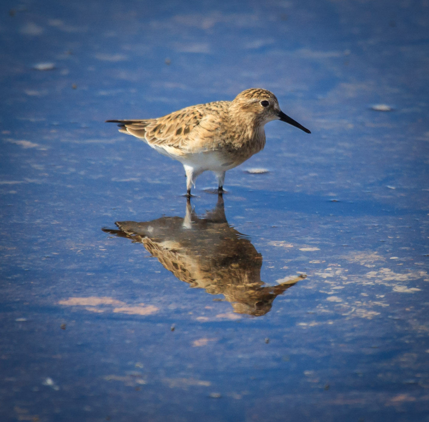 Shorebird at Laguna Chaxa, Reserva Nacional Los Flamencos