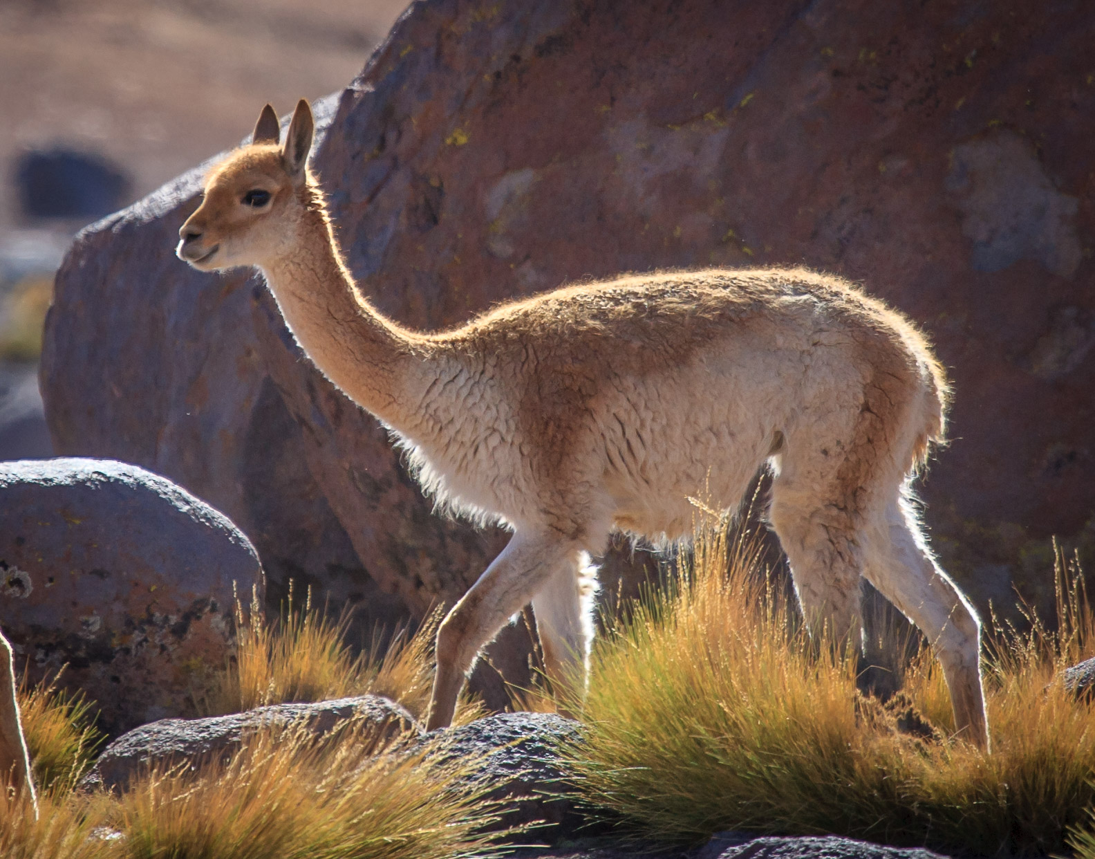 Vicuñas at Geysers de Tatio