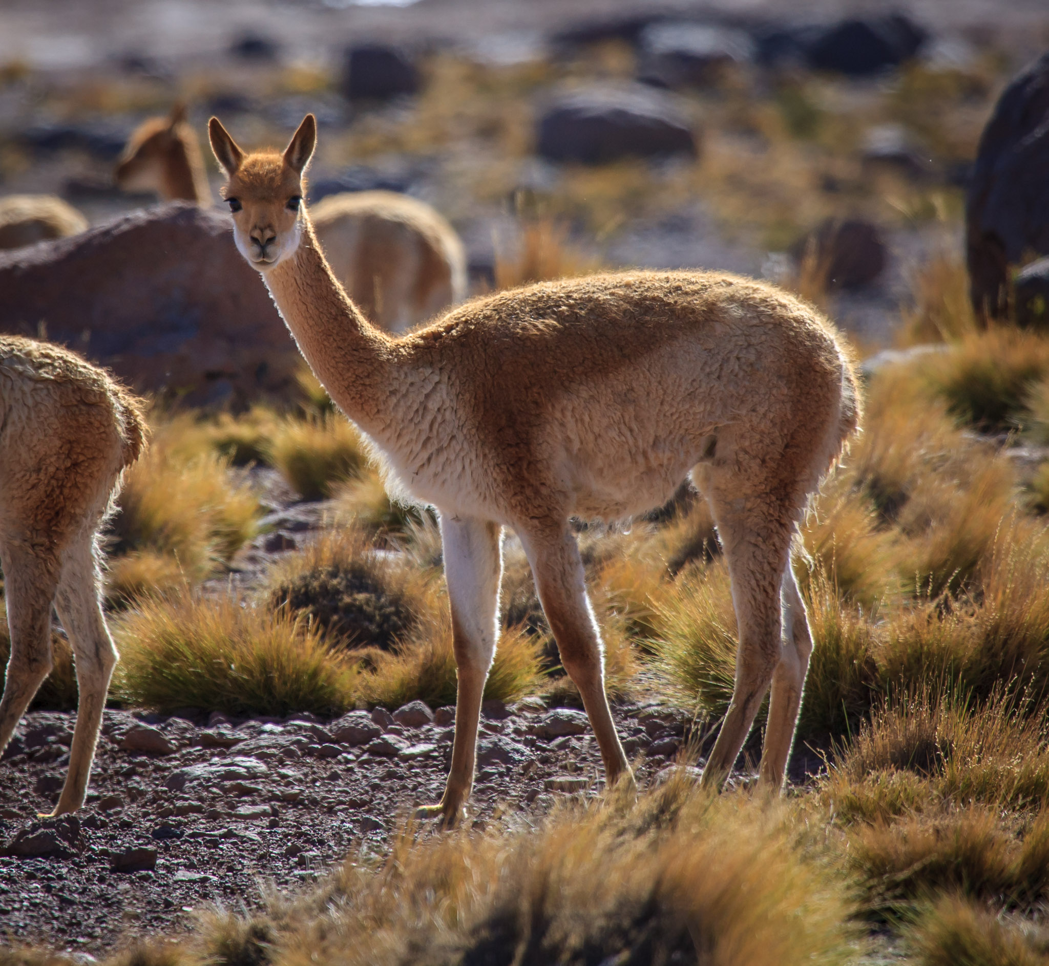 Vicuñas at Geysers de Tatio