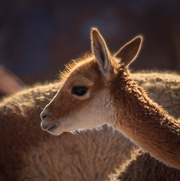 Vicuñas at Geysers de Tatio