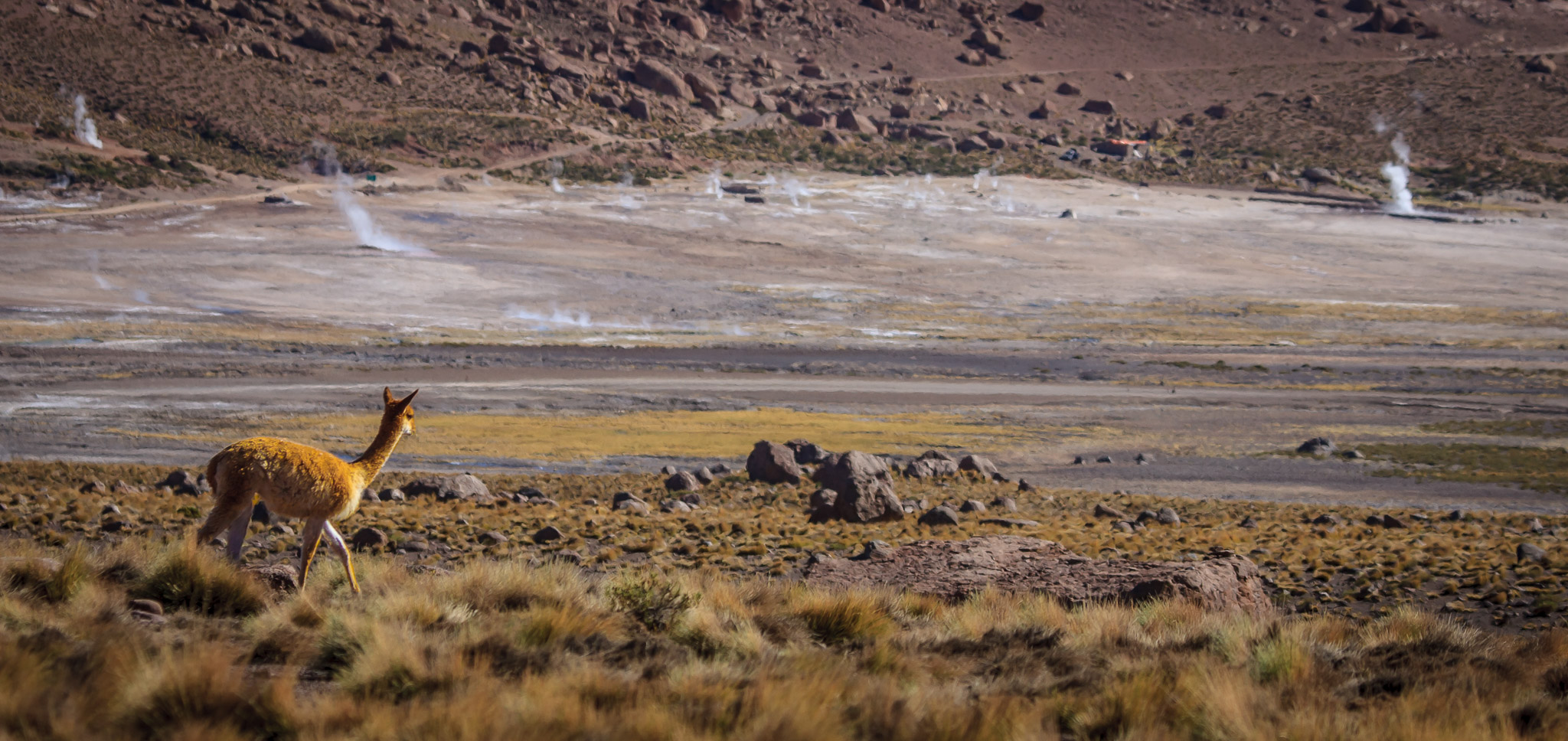 Vicuñas at Geysers de Tatio