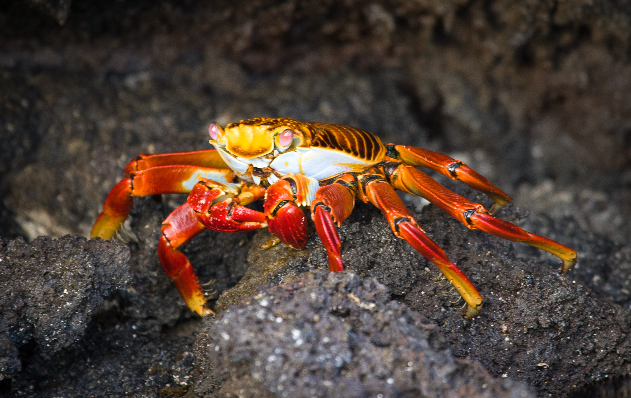 Sally lightfoot crab