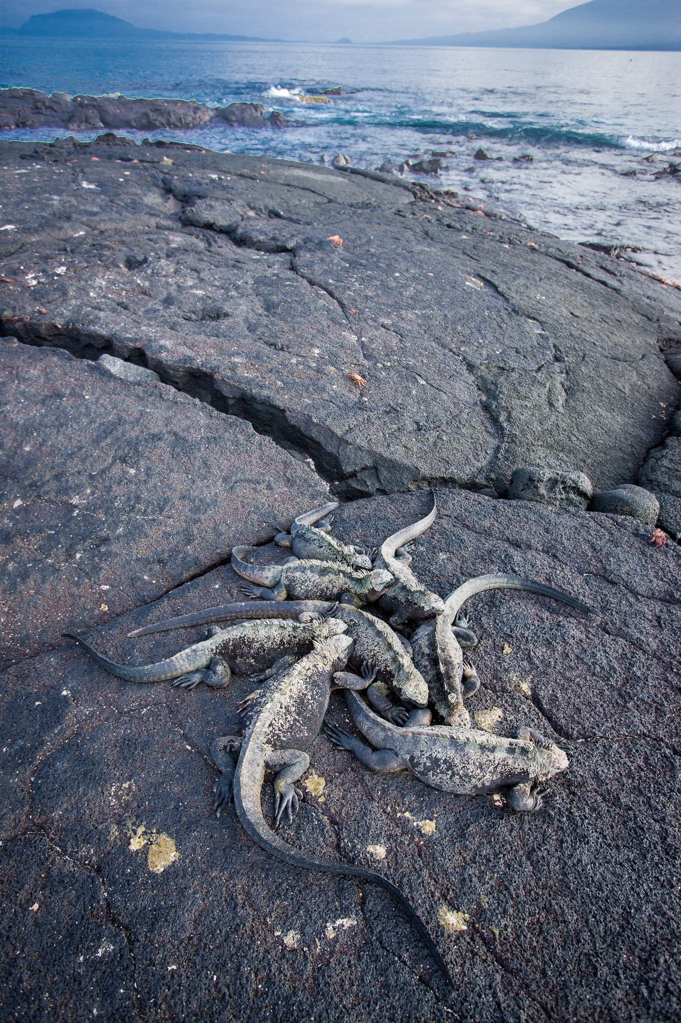 Marine iguanas warming up before swim on Isla Fernandina