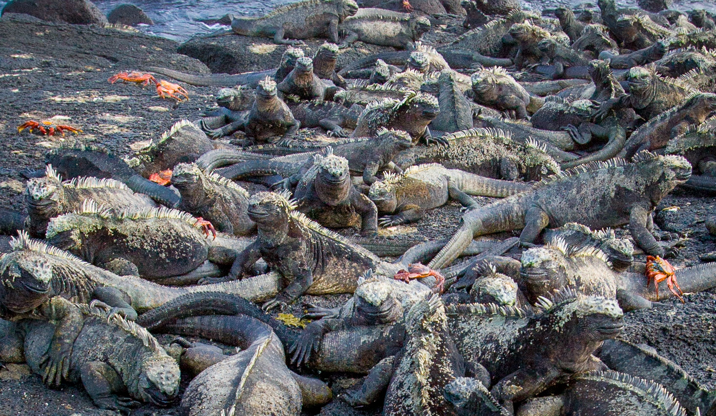 Marine iguanas warming up before swim on Isla Fernandina