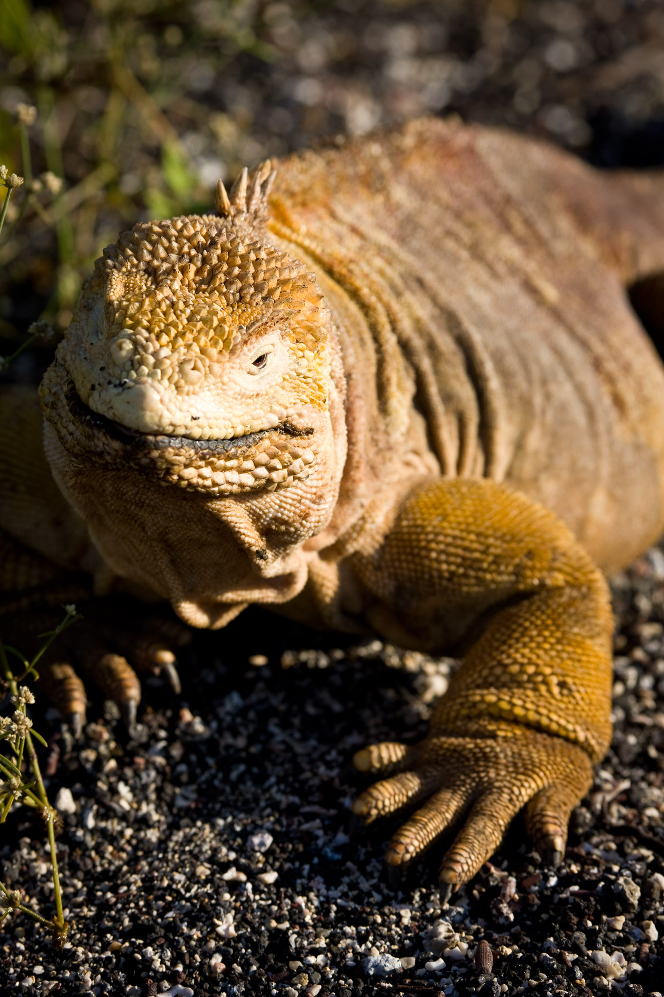 Land iguana on Isla Isbella