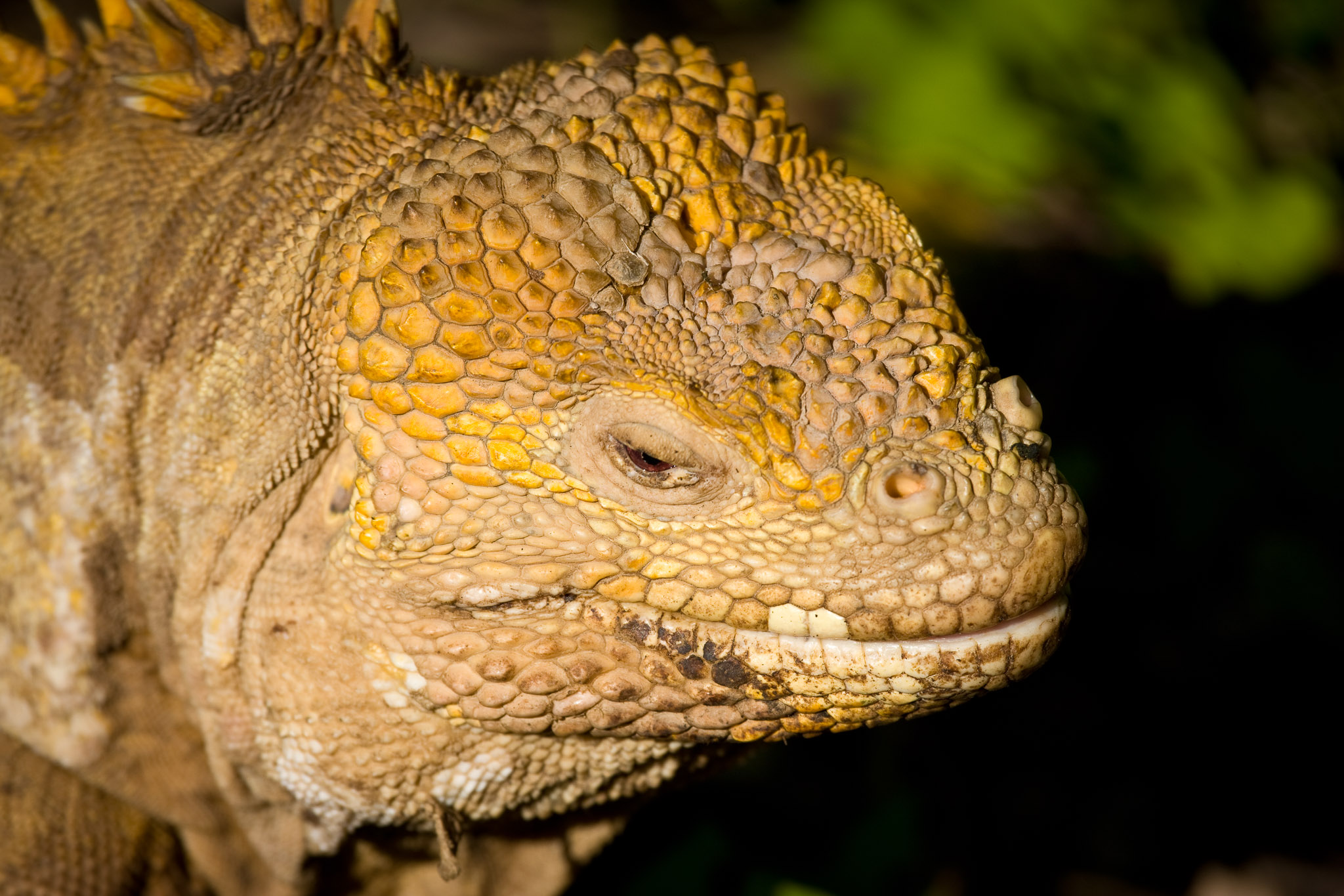 Land iguana on Isla Isbella