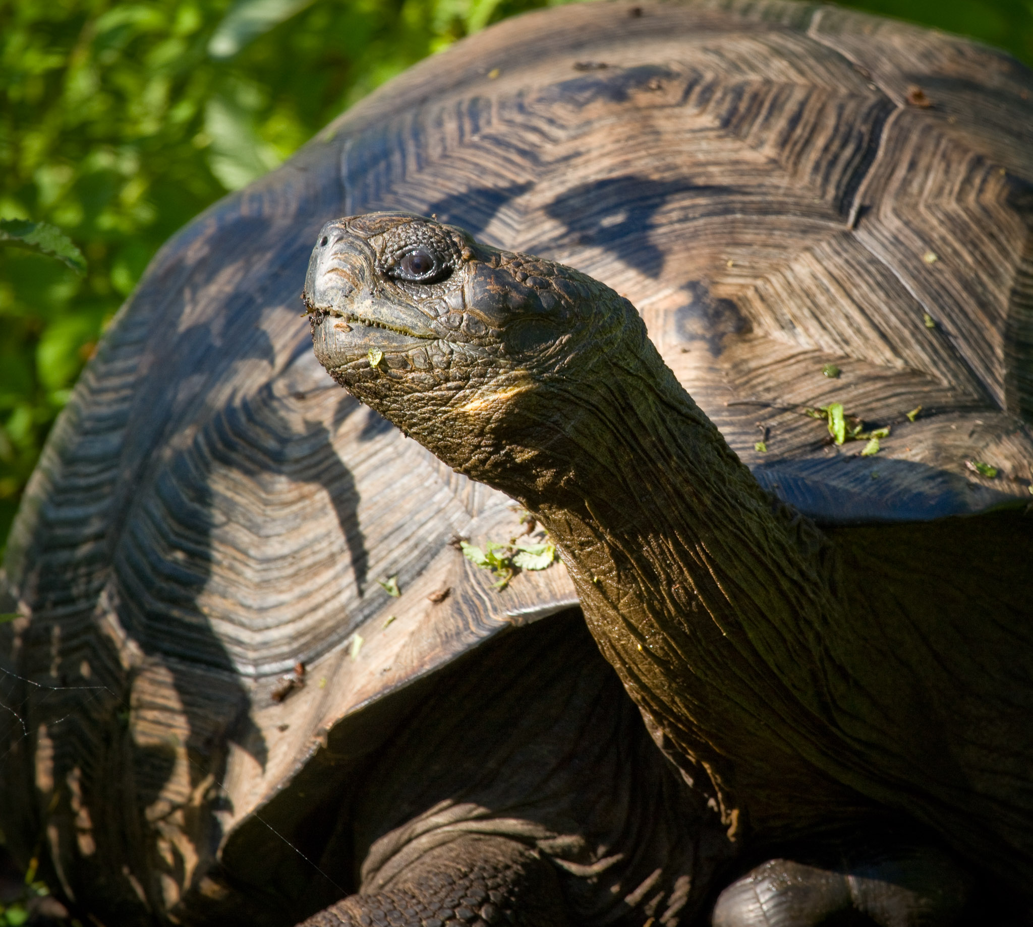 Galapagos tortoise on Isla Isbella