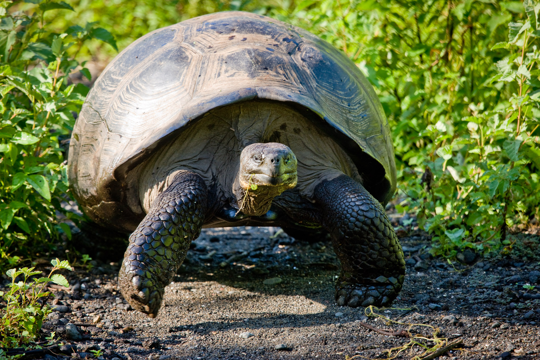 Galapagos tortoise - here he comes! (Isla Isbella)