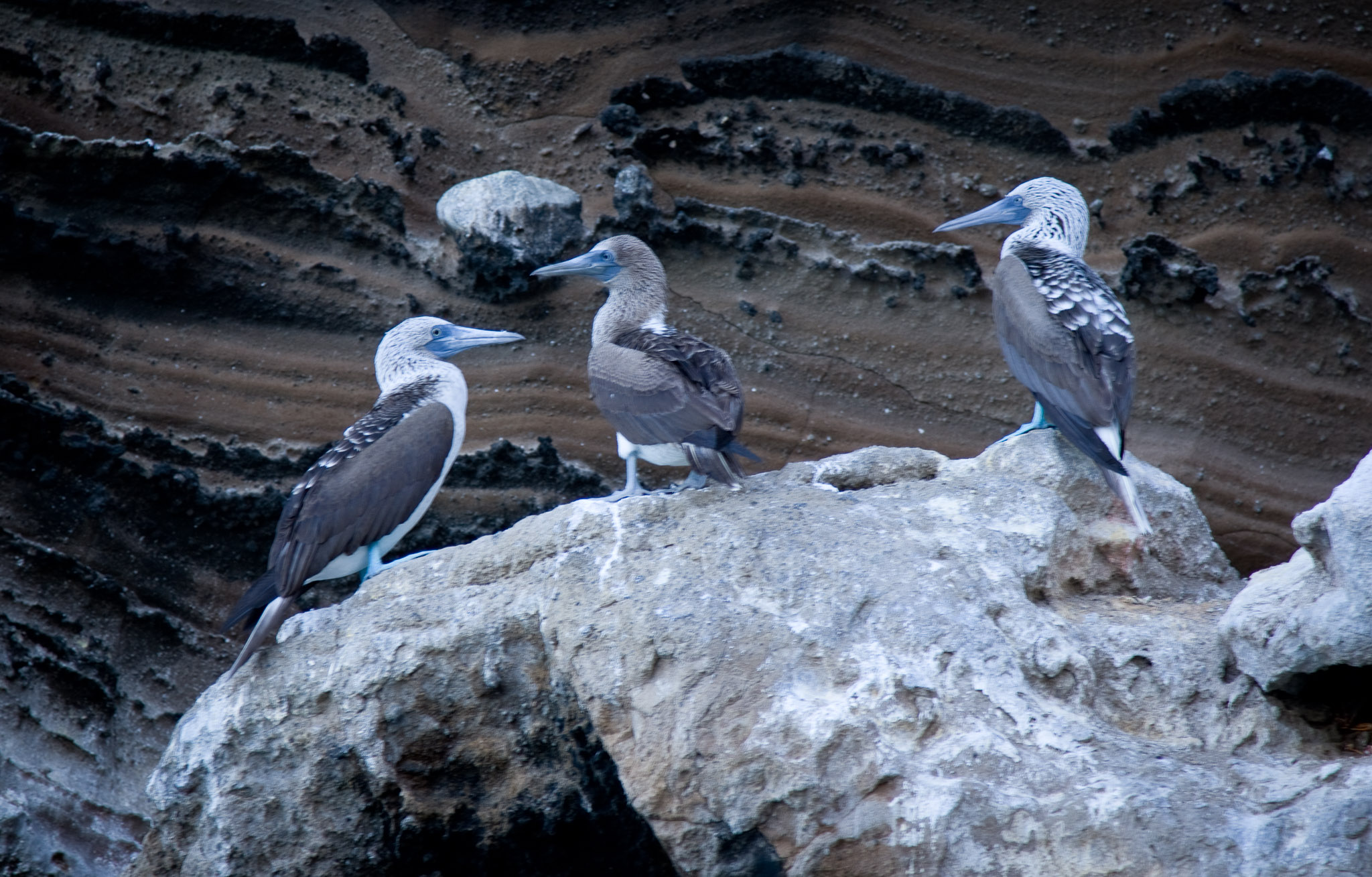 Blue-footed boobies on Isla Isbella