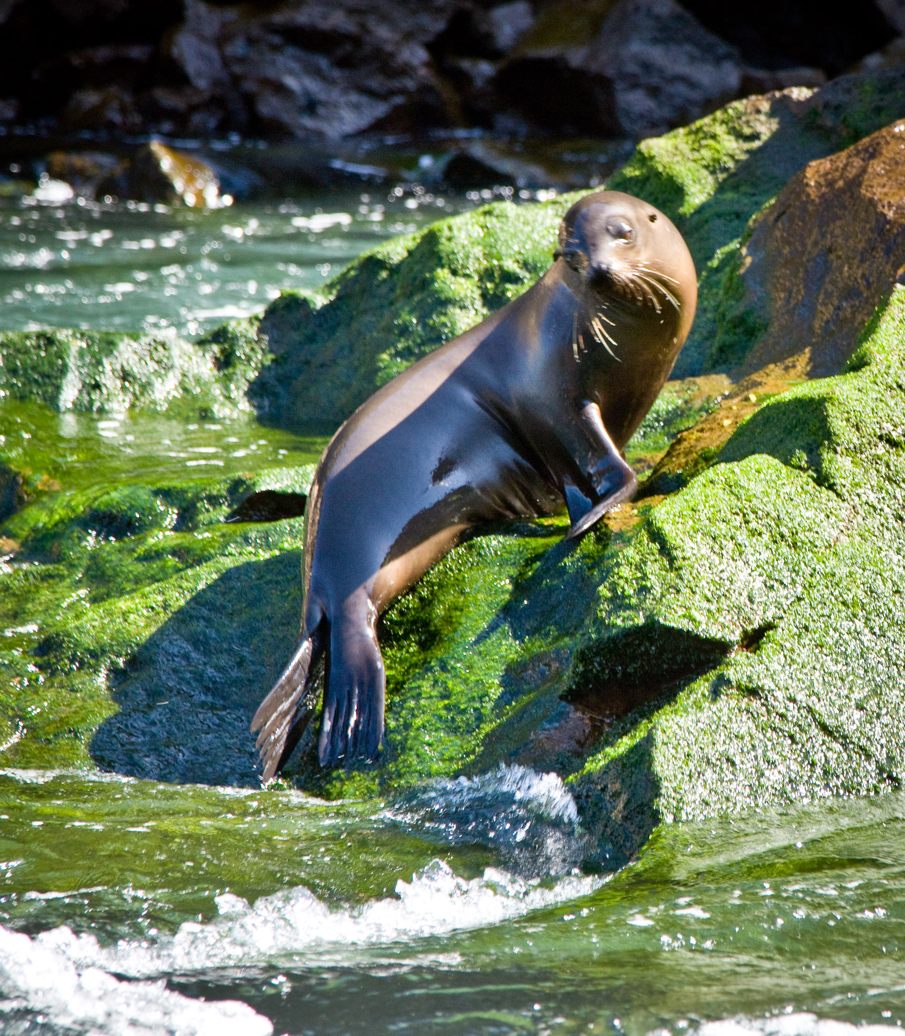 Sea lion on Isla Isbella