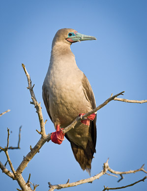 Red-footed Boobie on Isla Tower