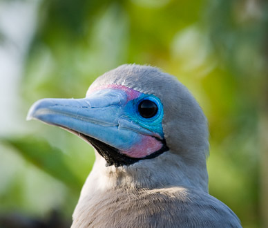 Red-footed Boobie on Isla Tower