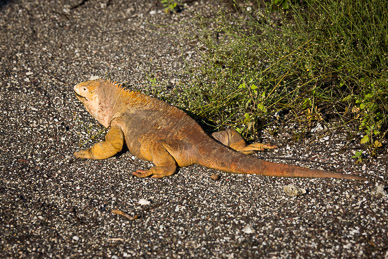 Land iguana on Isla Isbella