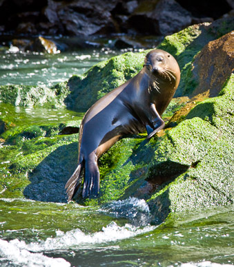 Sea lion on Isla Isbella