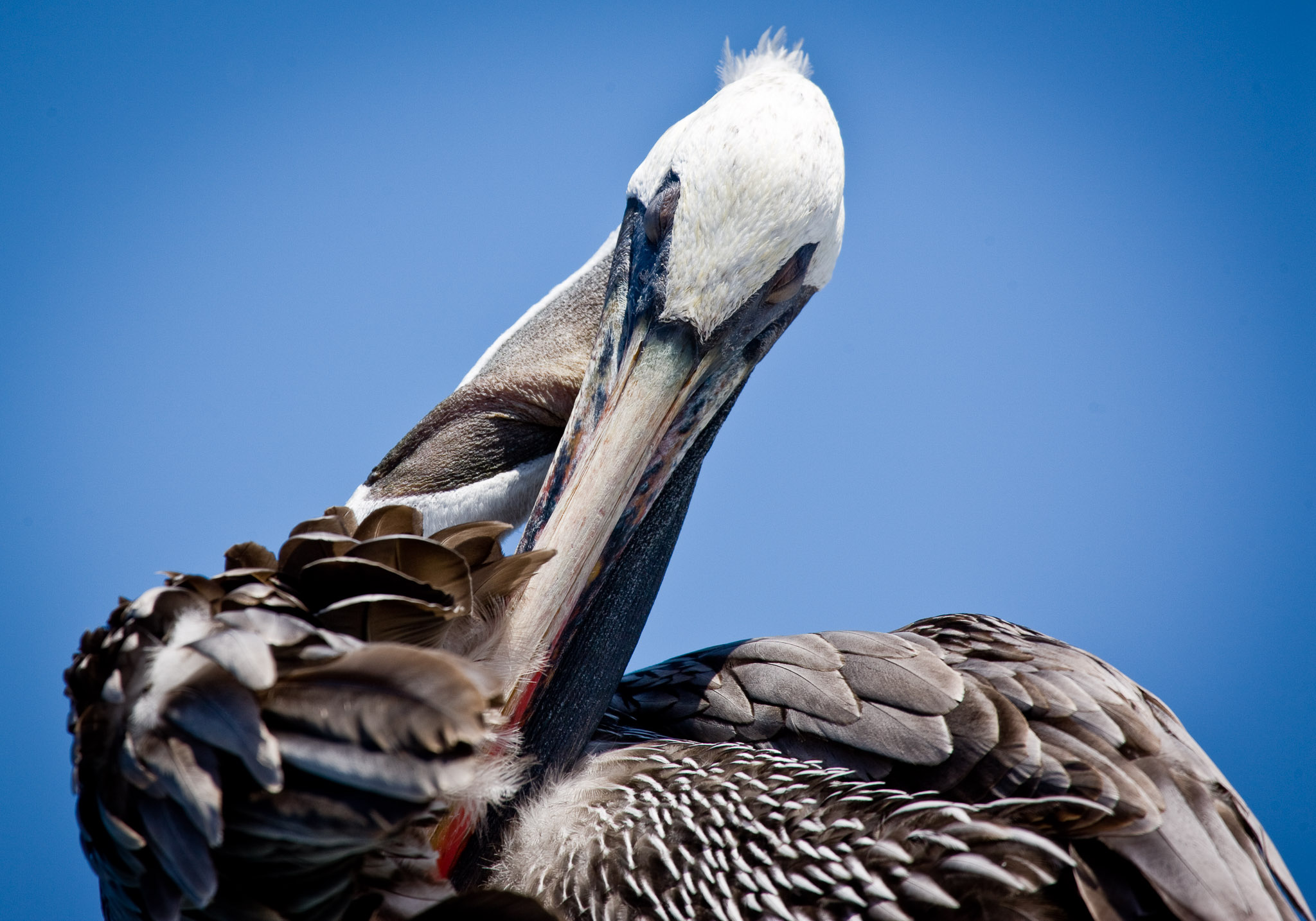 Pelicans were always accompanying us