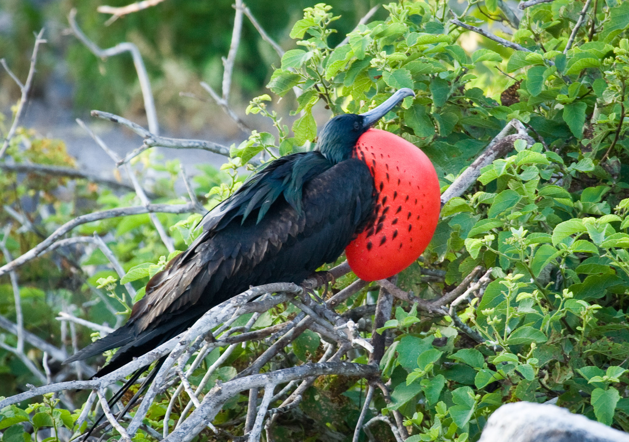 Frigate bird