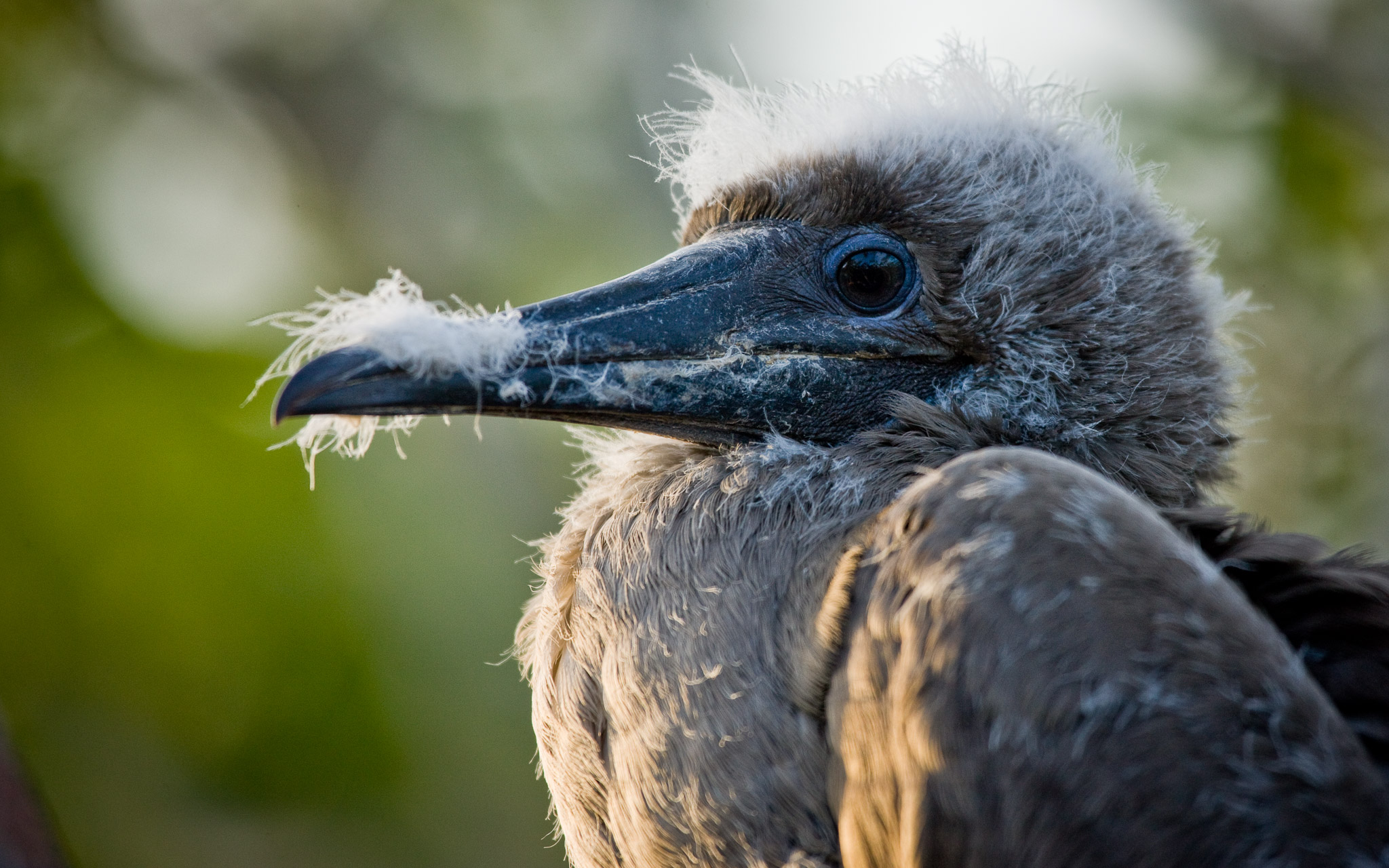 Juvenile boobie