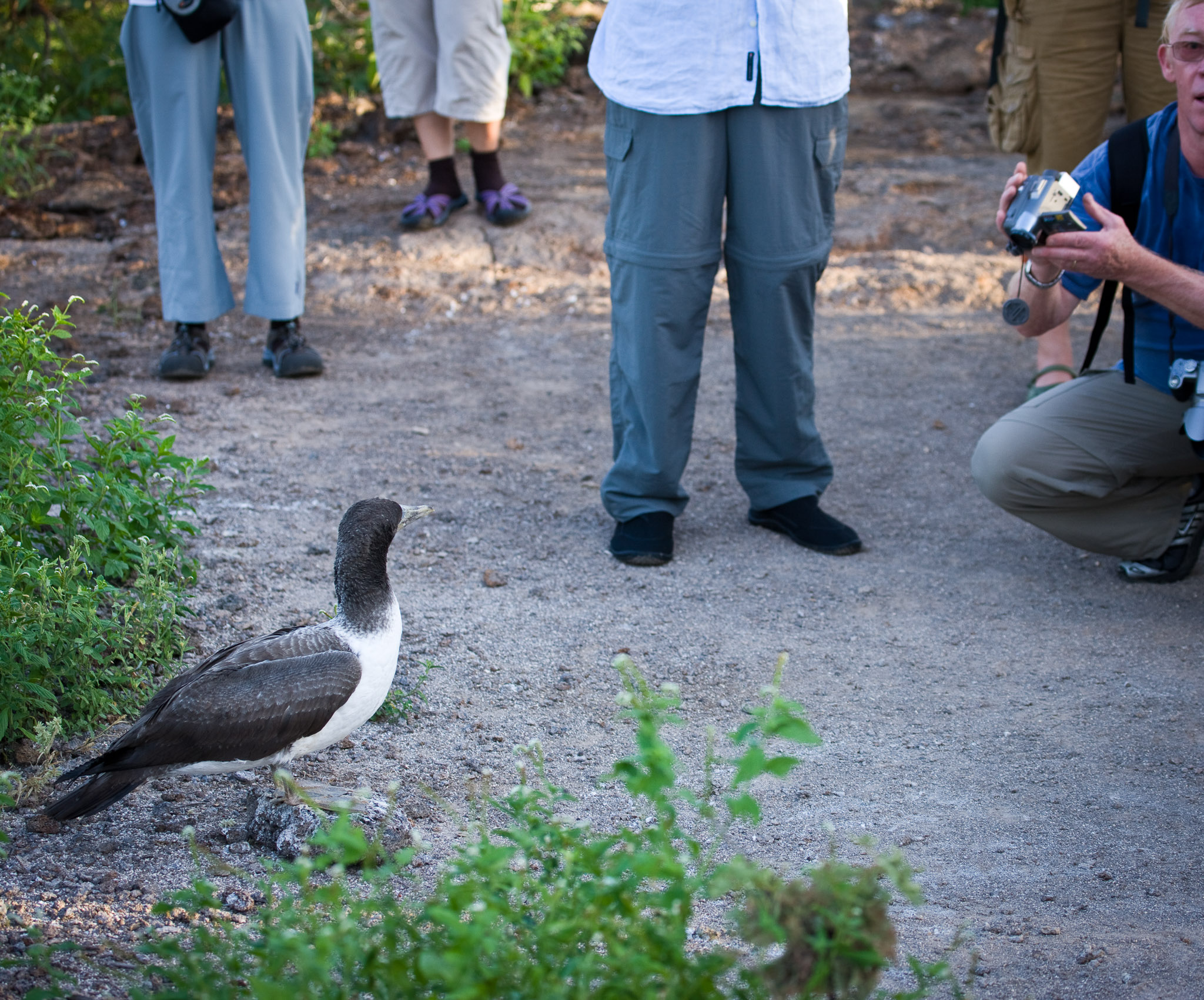 An example of how the Galapagos wildlife has no fear of humans