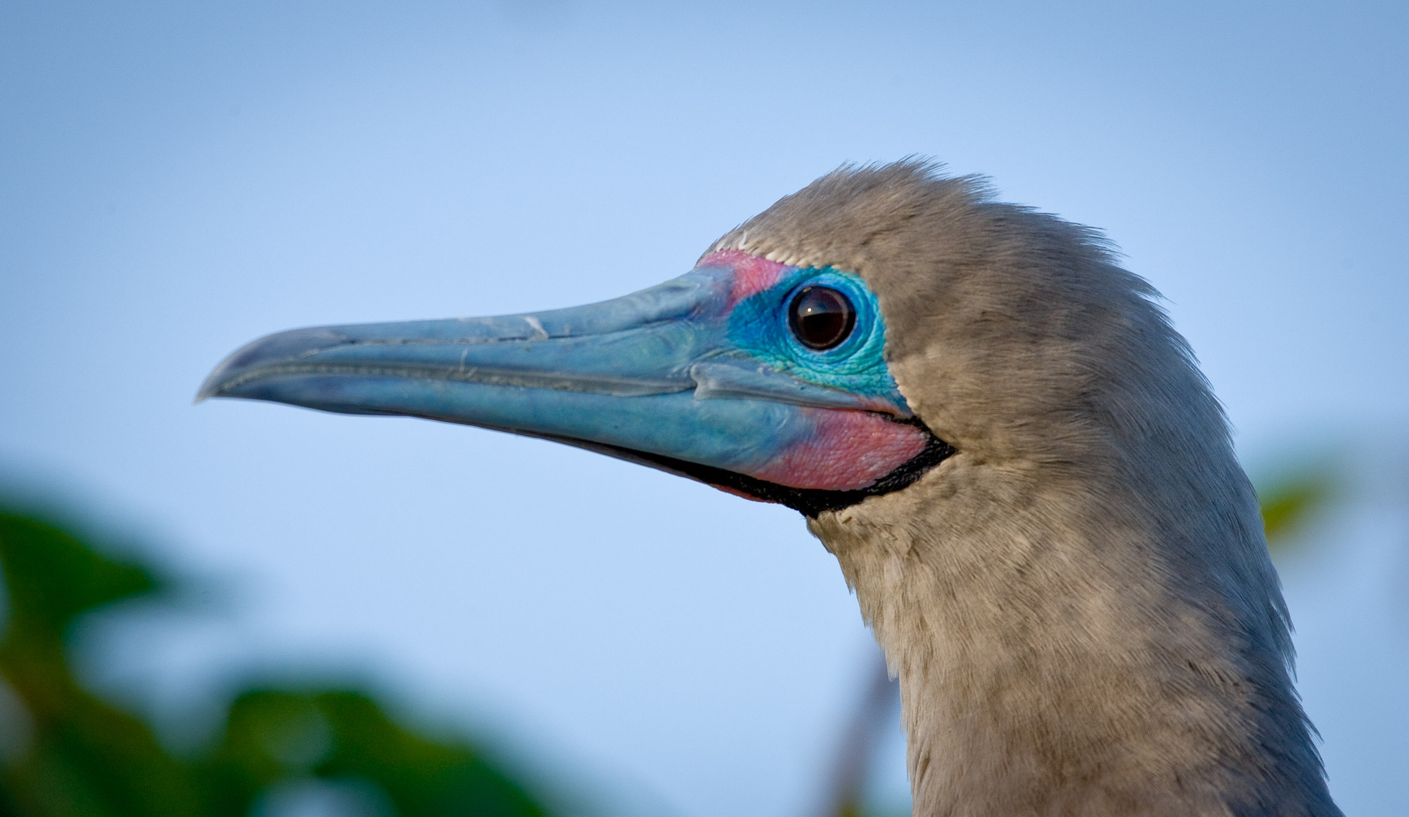 Red-footed Boobie